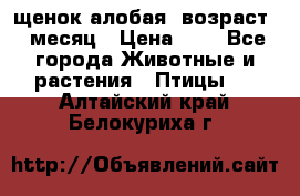 щенок алобая .возраст 1 месяц › Цена ­ 7 - Все города Животные и растения » Птицы   . Алтайский край,Белокуриха г.